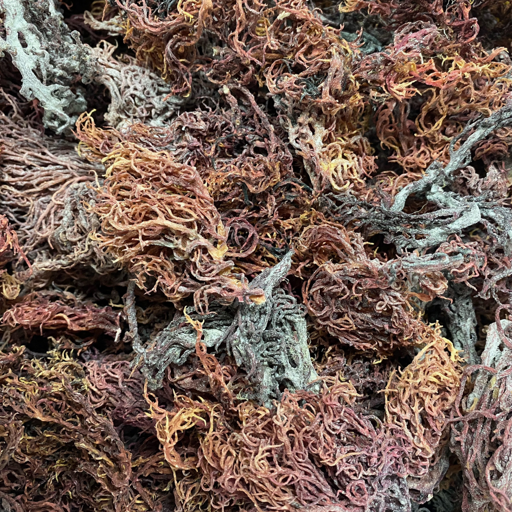 Why you need Sea Moss in your diet