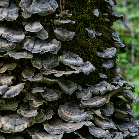 Turkey Tail Mushroom